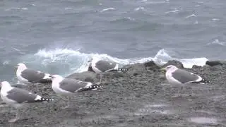 Storm watching Barview, North Jetty, Tillamook Bar