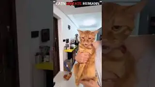 &lrm;&ldquo;CATS IMITATE HUMANS&rdquo;