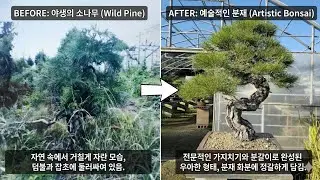 자연의나무가 분재가 되기 위해선 그냥 만들어지지 않습니다! 수백년의 자연의시간을 계승하는 분재인이 가져야할 소명감 .한작품이 탄생하기까지의 과정을 소개합니다~ 