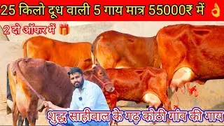 ✨शुद्ध साहीवाल के गढ़ मे आयो और👑शुद्ध साहीवाल ले जाओ 😀 25 किलो दूध वाली 💫 5 गाय खरीदो मात्र 55000₹ म