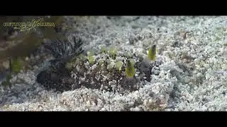 Endemic Dorid nudibranch (Doris sp1) crawling through the sand