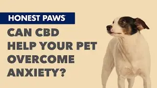 Honest Paws - Can CBD Help Your Pet Overcome Anxiety?