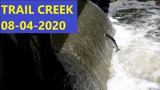 Indiana Summer Steelhead run, Trail Creek 8-4-2020