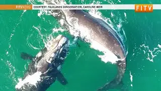 Southern Right Whale tagging in the Falkland Islands