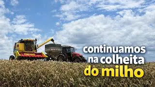Seguimos na colheita do milho !!