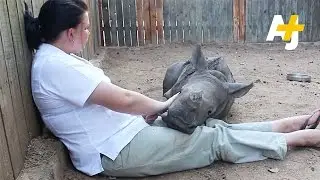 Baby Rhino Makes Friends With A Lamb