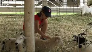 Davis County Fair, Bloomfield IA