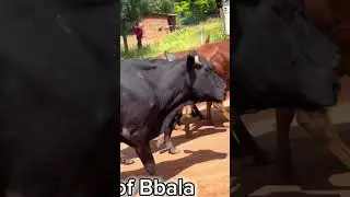 THESE ARE THE ANKOLE COWS FROM WESTERN UGANDA