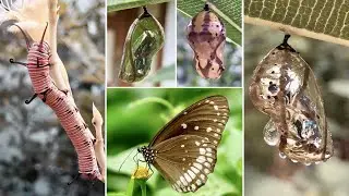 caterpillar to cocoon stage of butterfly | inspiring peacock