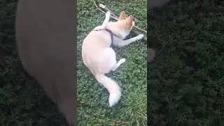 Sophie 8-5-23 #pomsky #f1pomsky #pomskylife #pomskylovers #dogvideos #doggo #dog #dogs #puppy #pups