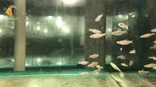 2cm Emerald Eye Rasbora