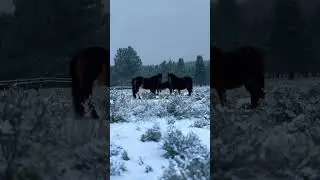 Winter camping #snowbird #wintercamp #horsecamp #4seasons #forevercamping #nomad #horsebacknomad