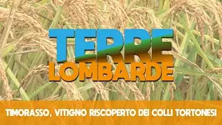 Terre Lombarde - Timorasso, vitigno riscoperto dei colli tortonesi