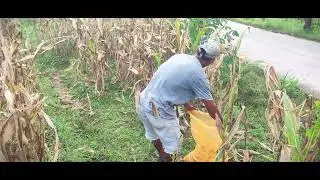 Rural Strength: Traditional Tree Cutting in Nature #RuralAgriculture #TraditionalFarming