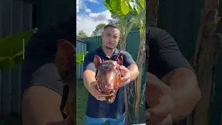 Day 30 out of 30. Cooking a pig on a spit. Tunu puaka #tongan #polynesian #polytok #cookwithme