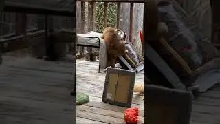 Dog Is Try To Sit On His Bed||fun #shorts #dogvideos #dogvines