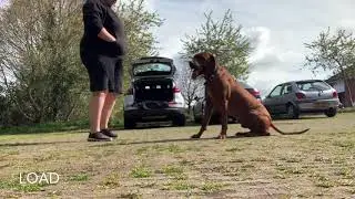 Stunning Rhodesian Ridgeback | Archie | Dog Training in London