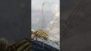 dragonfly beautiful