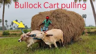 Bullock Cart Heavy Loaded Paddy Plants stuck | bullock Cart Ride | Bullock Cart pulling performance