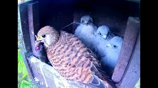 Mice and lizards for Hungarian Kestrels. BirdCAMs Hungary. 17 July 2022