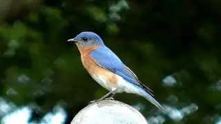 Eastern Bluebird Song FYV
