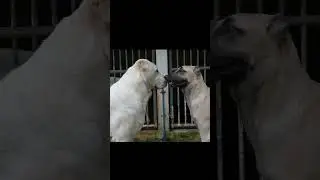 MEETING HEAD ON - DOG PACK SERIES #kangal #alabai