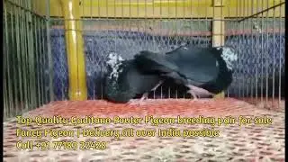 Top Quality Gaditano Pouter Pigeon breeding pair for sale