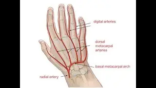 Dorsal carpal branch artery Network; Anatomy, Origin, Course, Branches, Supply