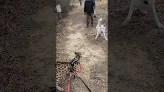Мужчина выгуливает серпалок