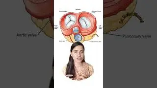 Tricks for the valves of Human Heart 🫀#heart #neet #tricks