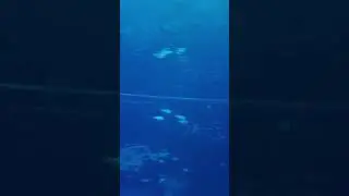 Disney's Epcot aquarium