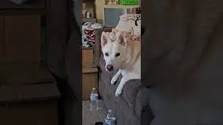 Adorable Pet Play Compilation! (Pups and Kitties!)