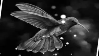 Beautiful Little Girls | Humming birds | TheFumble