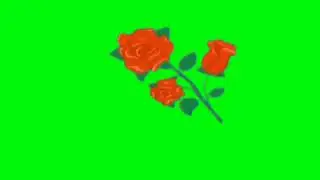 Rose Green Screen