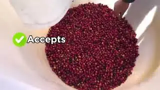 Jiacui Coffee cherries color sorter production line high efficiency #coffee #colorsorter
