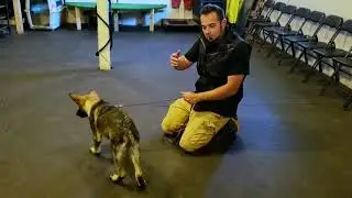 Train your German Shepherd to Track - Part 2 | Shield K9 Clip