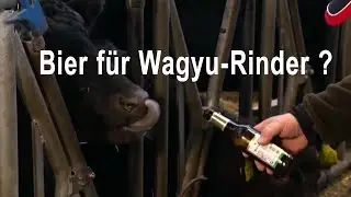 Bekommen Wagyurinder Bier?