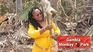 Monkeyin' around in The Gambia 🇬🇲 | Living in Senegal 🇸🇳