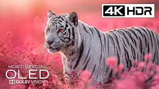 Best of Animal Planet in 4K Video | 4K HDR 60FPS | Dolby Vision