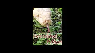 Reticulated Python's as Pets