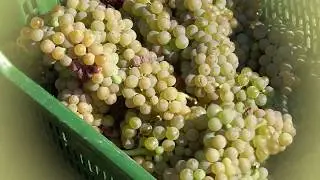Vendemmia Grechetto 2017 - Cantina Benedetti & Grigi