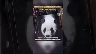 Report on panda Lele's death matches autopsy