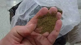 ШОКконтент от скалярий, сухой КОРМ, пеноплекс тема👍