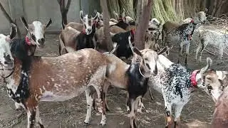 Top Goat Breed Of Gopang Farm&rsquo;s  | Champion Bakriyan 2025-26