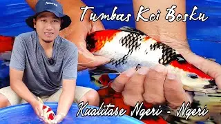 TUMBAS KOI BOSKU, IKAN KOI JENIS SHOWA BERKUALITAS HARGA RAMAH DIKANTONG | MBOK SINGGAH