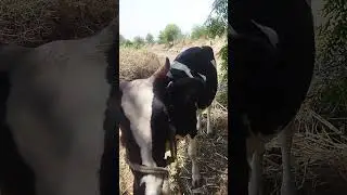 #cowsoundeffects  #cowvideos  #viralshorts  #cowlover #_shetkari #गाय