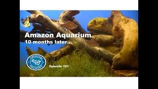 The Tannin Tank 10 months later  Episode 181
