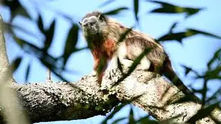 Tit&iacute; gris (Saguinus leucopus)