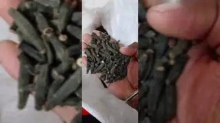 CARDAMOM TODAY PRICE 18/7/2024 SPICES BOARD E-AUCTION LIVE CARDAMOM WHOLESALE #cardamomcityspices