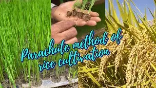 Parachute 🪂 method of rice cultivation | Very effective way of paddy cultivation 🌾 #villagelife